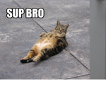 DA TG CATZ