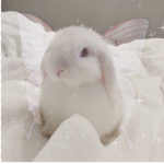 Bunnys Group!!