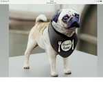 Pugz Squadz!