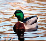 Ducky95