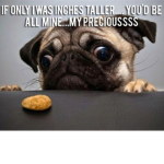 Lords of Pugs