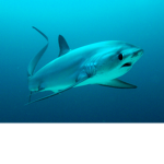 Shark Savers Family