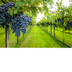 - Vineyard Clothing -