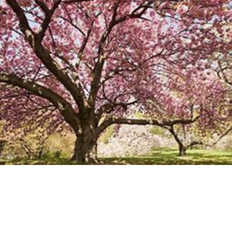 The Cherry Blossom Vibe Forest