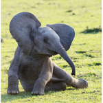Elephant Army That Is Cool