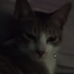 cat comrades
