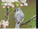 Birds…
