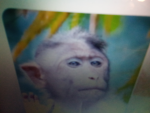 MONKEHs ArE awesome CReatures