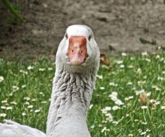 Goose park