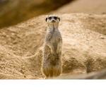 meerkat group! :)