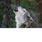 _|The wolf pack|_