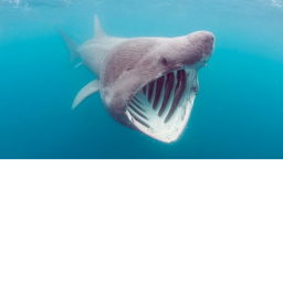Catch a shark read description