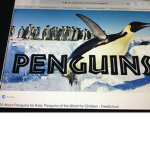 Penguins time