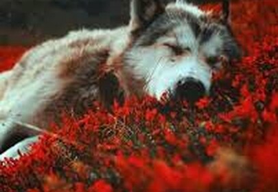 Pack Village