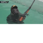 seal just seal