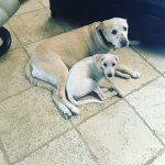 pets the great
