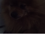 Dogs are the best xd