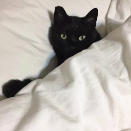 ✦