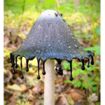 Le Mushroom Nation