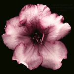 ~Smile Flowers~