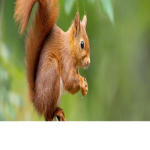 Red Squirrels
