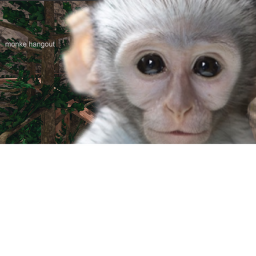 Monke Hangout! 🙈 [BETA TESTING]