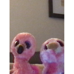 Beanie boo/cute obby