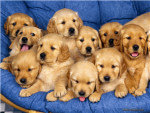 The Golden Retriever Lovers