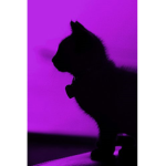 ~|CookieCatGroup|~