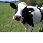 The cows of ROBLOX