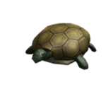 Mr.Friendly _Turtle