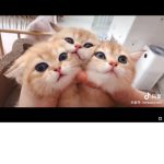 Cat sleepover