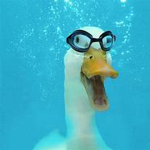 )-DUCKZZ!-(