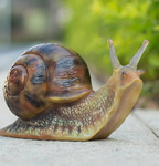 Snails snail army