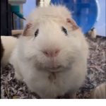 hxnnyiixq