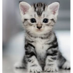 Cats_Rule_The_World