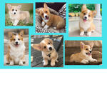 corgi's for life