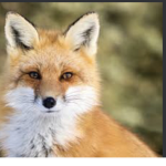 Foxes and food