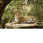 Jaguar crazy