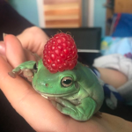 Iam’s frog nation