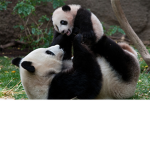 Squeaker Sqaud
