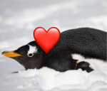 The pengu group/lil pengus