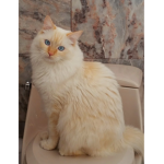 Lücid