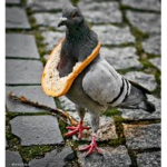 Pigeon fan club!