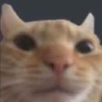 catz ########