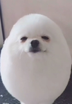 ᴛᴇᴀᴍ_ʟᴇʟᴀ