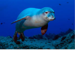 AquaMatics