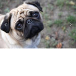 masterpug2010