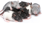 RATSx
