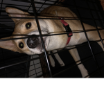 DOGE Only 100